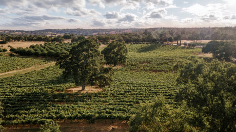 view of vineyards, oak trees and clouds in sky