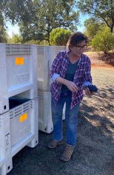 Ann Kraemer of Shake Ridge Vineyards and Yorba Wines holding grapes next to white tea bins