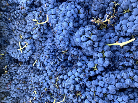 ripe tempranillo grapes
