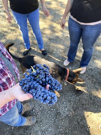 Tempranillo grapes from Shake Ridge Vineyards