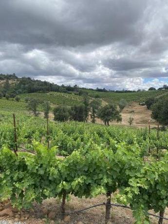 Vineyards with moody grey clouds