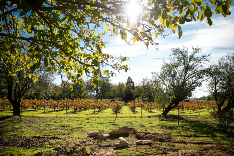 Vineyard view with golden vines and blue sky