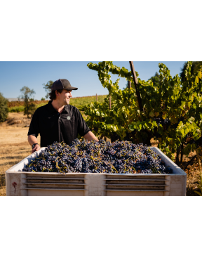 Spencer Jones at bin of grapes with grape vines behind him