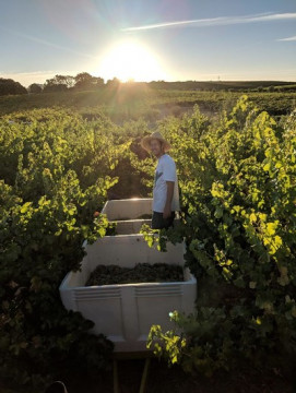 Amador Cellars Winemaker harvesting grapes in vineyard