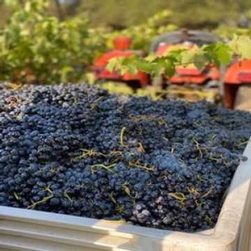 Amador Cellars bin of red grapes
