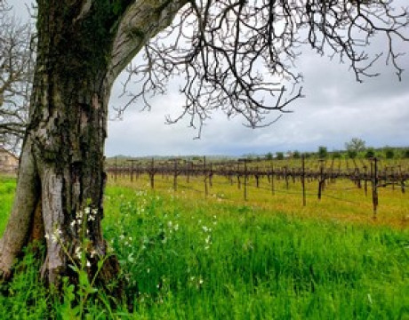Amador Cellars winter vineyard view