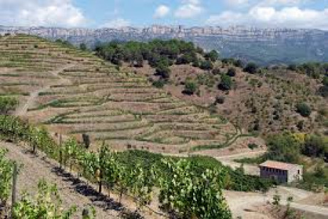 terraced hillside with vineyards