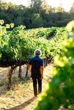 Jonathan walking through lush green vineyards