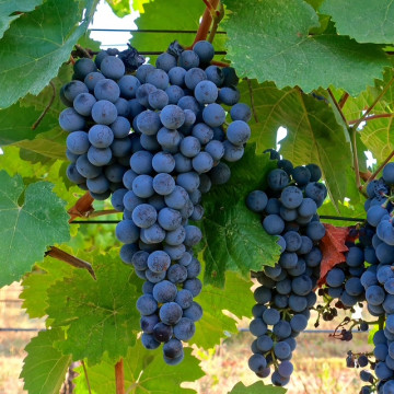 dorfelder grapes
