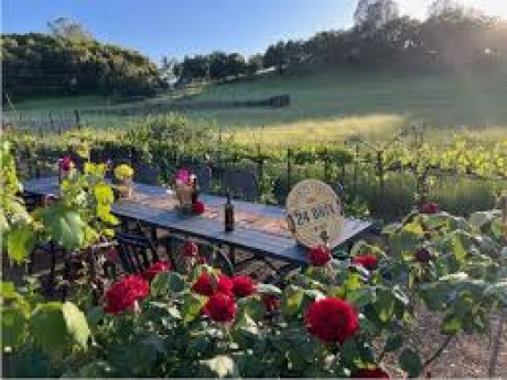 picnic table in vineyards with roses blooming