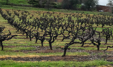grandpere vineyard