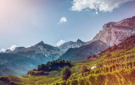 Swiss Alps in the background of terraced grape vineyards with a blue sky and white clouds