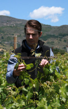 Winemaker inspecting vineyards