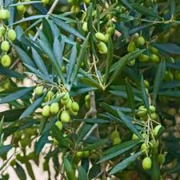 olive tree with green olives