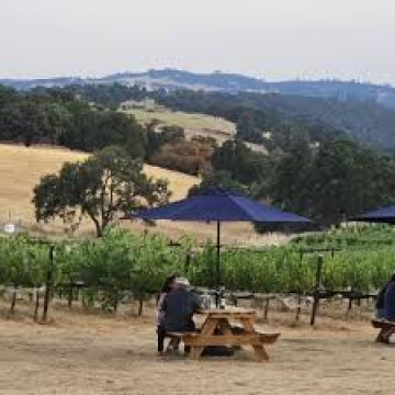 view at pansare cellars picnic table over looking golden hills and vineyards with large oak trees in background